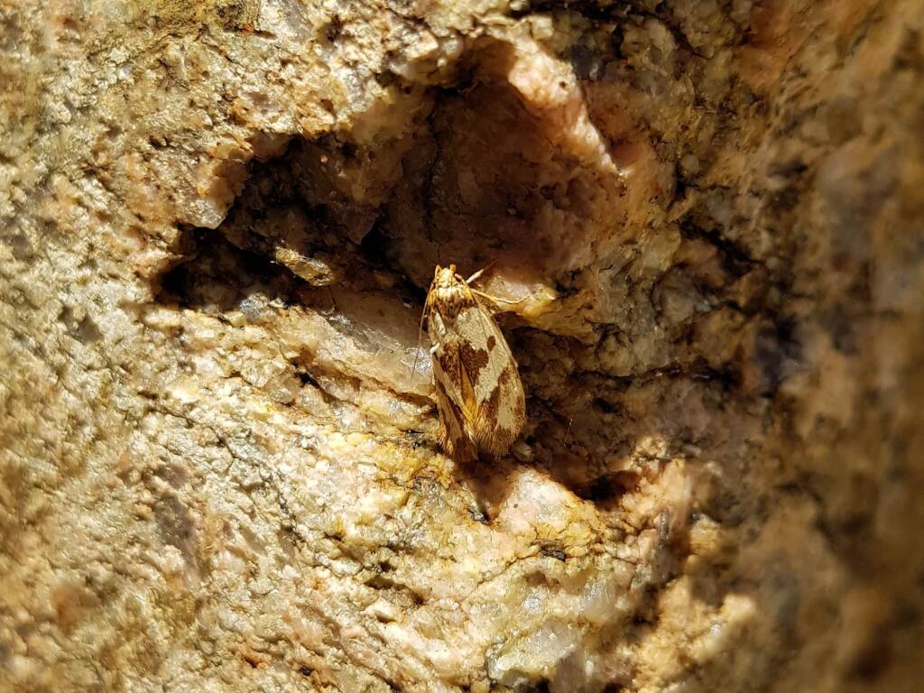 Gelechioid Moth (superfamily Gelechioidea), Alice Springs NT