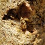 Gelechioid Moth (superfamily Gelechioidea), Alice Springs NT
