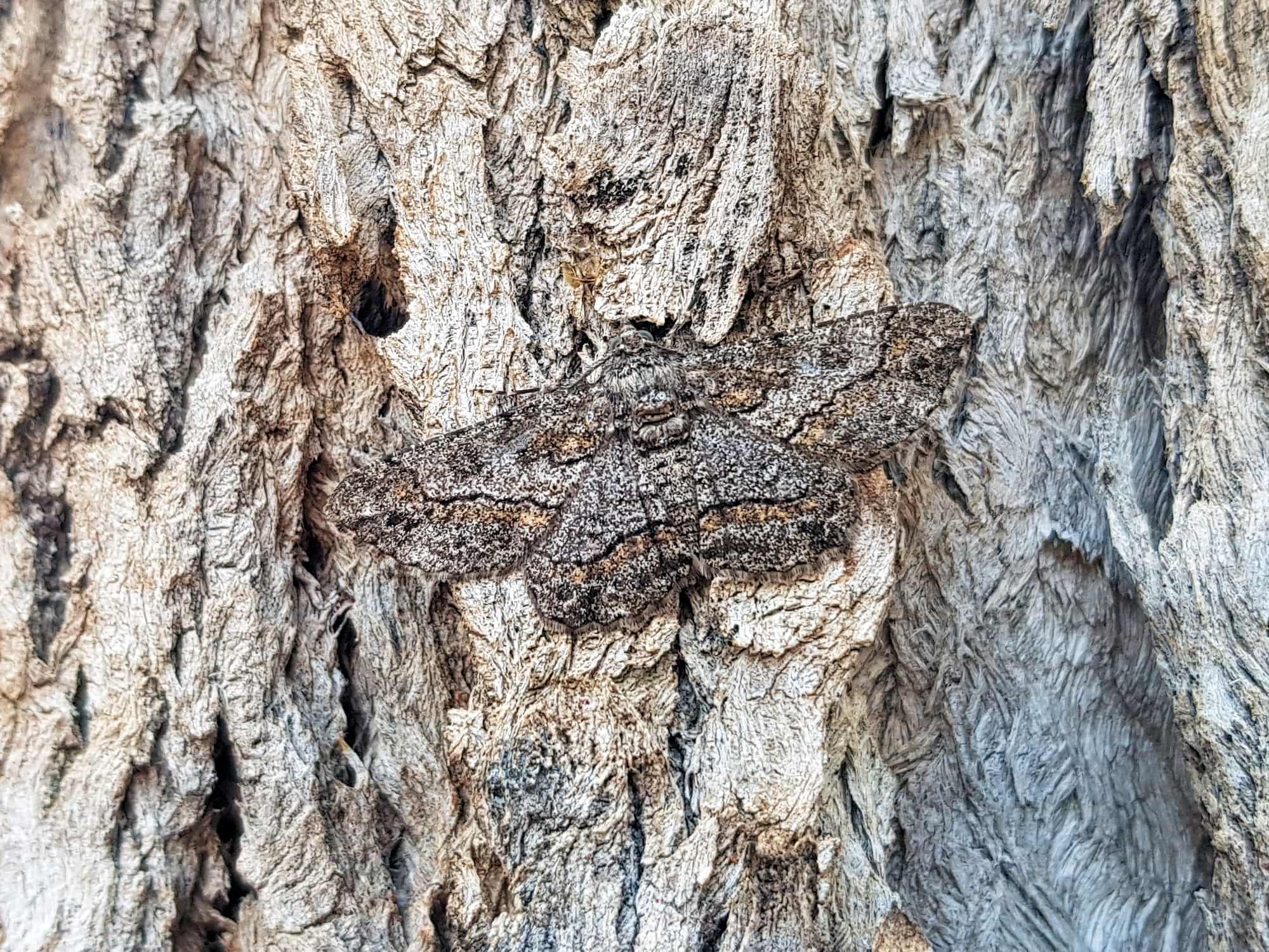 Cleora (Geometer Moth), Alice Springs NT