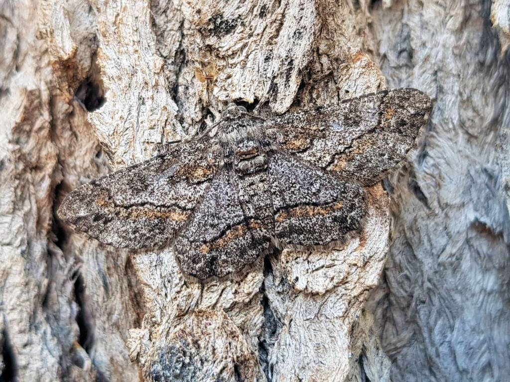 Cleora (Geometer Moth), Alice Springs NT