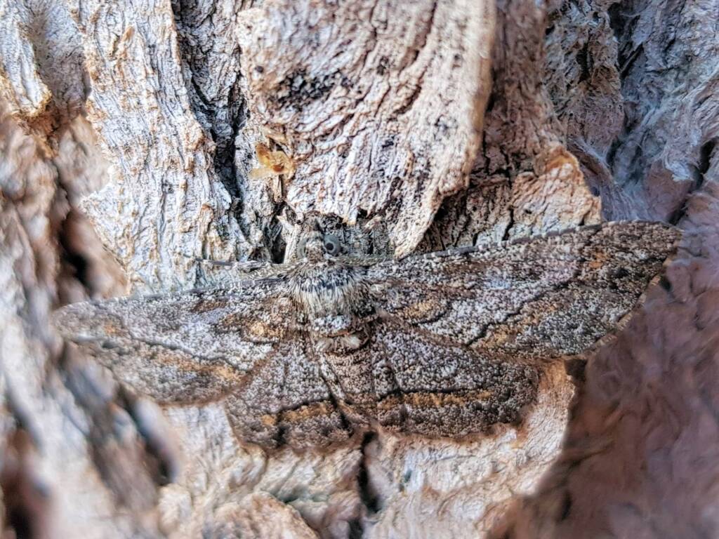 Cleora (Geometer Moth), Alice Springs NT