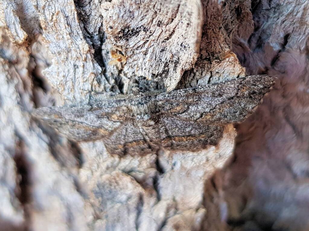 Cleora (Geometer Moth), Alice Springs NT