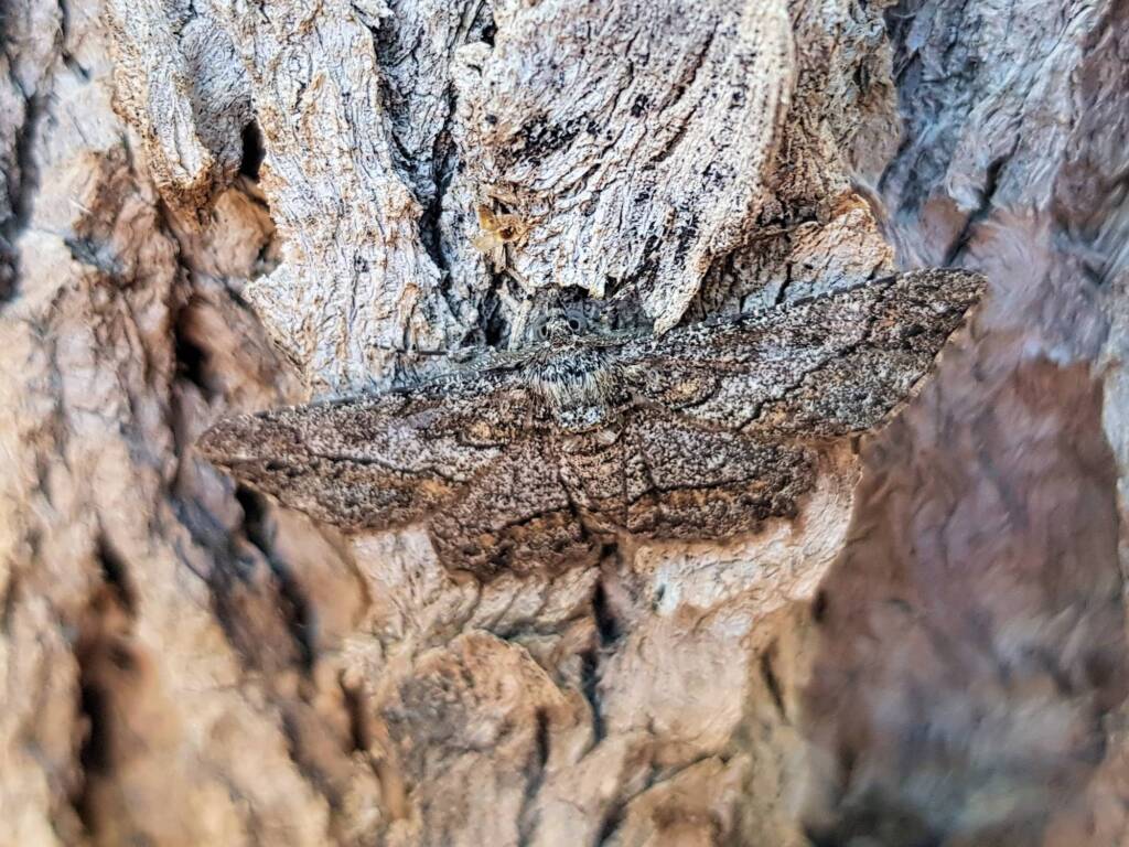 Cleora (Geometer Moth), Alice Springs NT