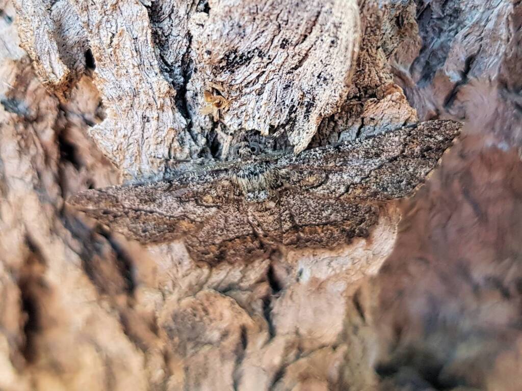 Cleora (Geometer Moth), Alice Springs NT