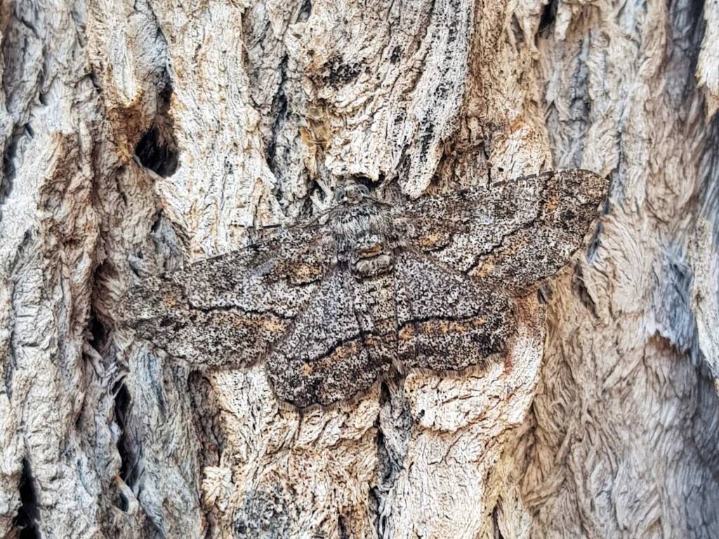 Cleora (Geometer Moth), Alice Springs NT