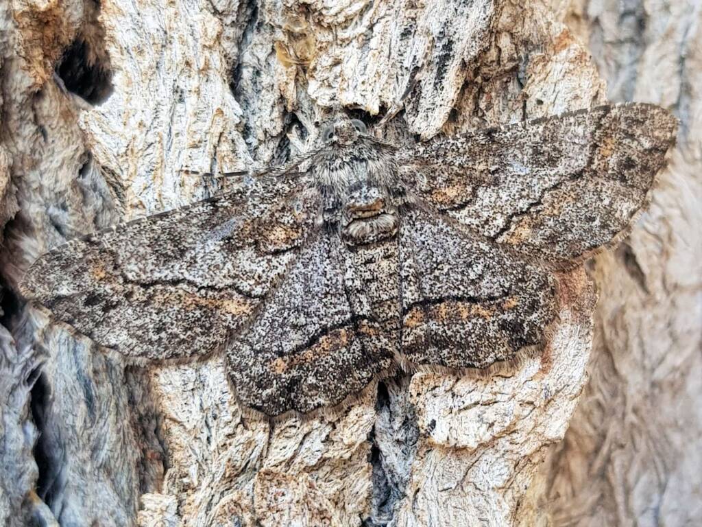 Cleora (Geometer Moth), Alice Springs NT