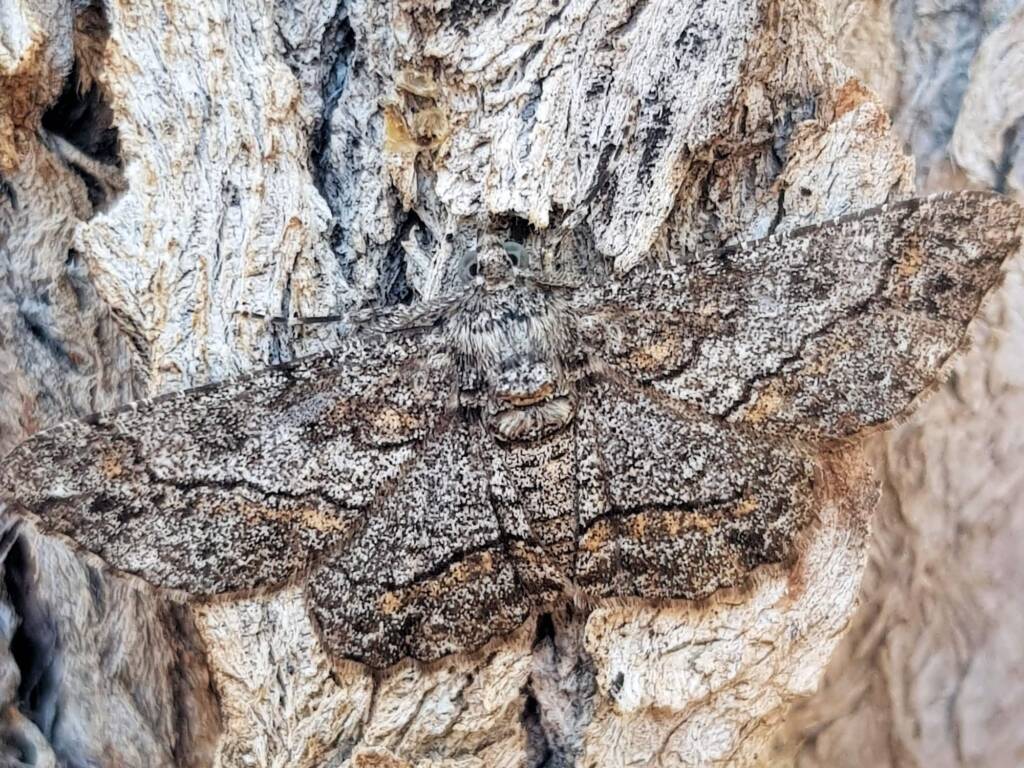 Cleora (Geometer Moth), Alice Springs NT
