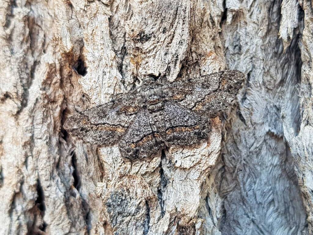 Cleora (Geometer Moth), Alice Springs NT