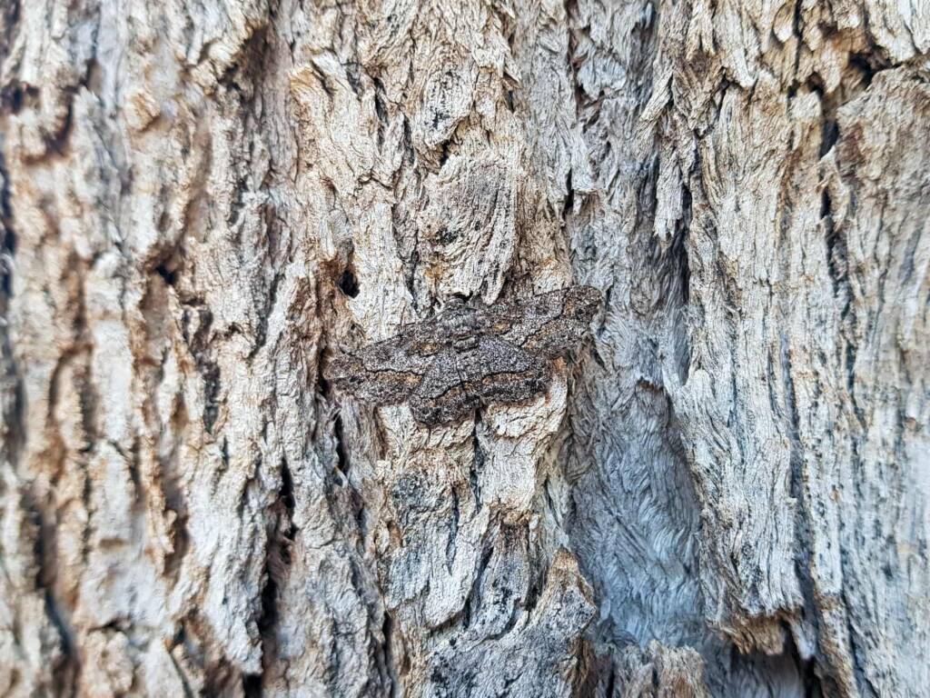 Cleora (Geometer Moth), Alice Springs NT