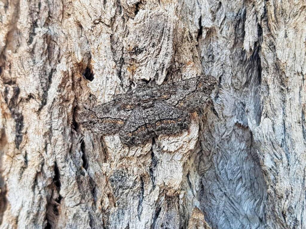Cleora (Geometer Moth), Alice Springs NT