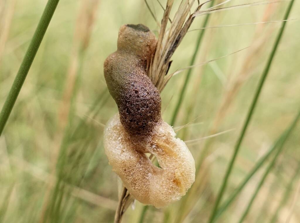 Egg mass of unknown grasshopper specie, Alice Springs Desert Park NT