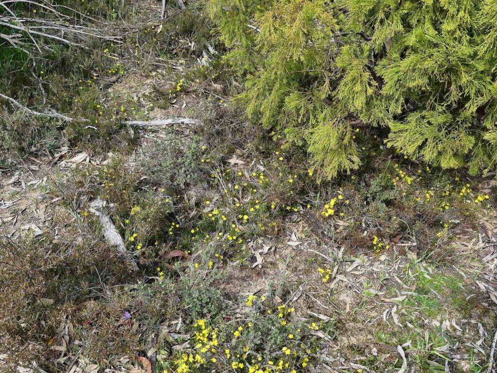 Hibbertia exutiacies and the Shingleback (Tiliqua rugosa), Belair National Park SA © Marianne Broug