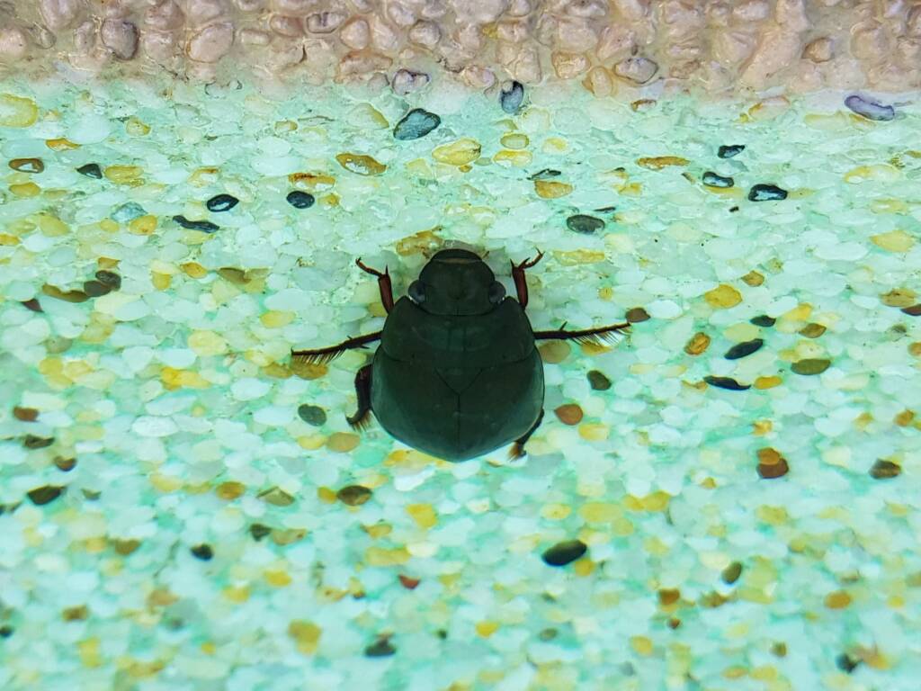 Water Scavenger Beetle (Hydrophilus sp.), Alice Springs NT