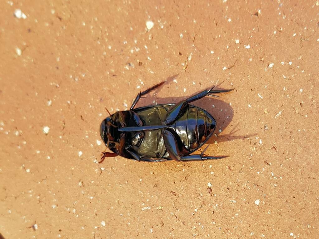 Water Scavenger Beetle (Hydrophilus sp.), Alice Springs NT