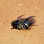 Water Scavenger Beetle - Hydrophilus (Hydrophilus), Alice Springs NT