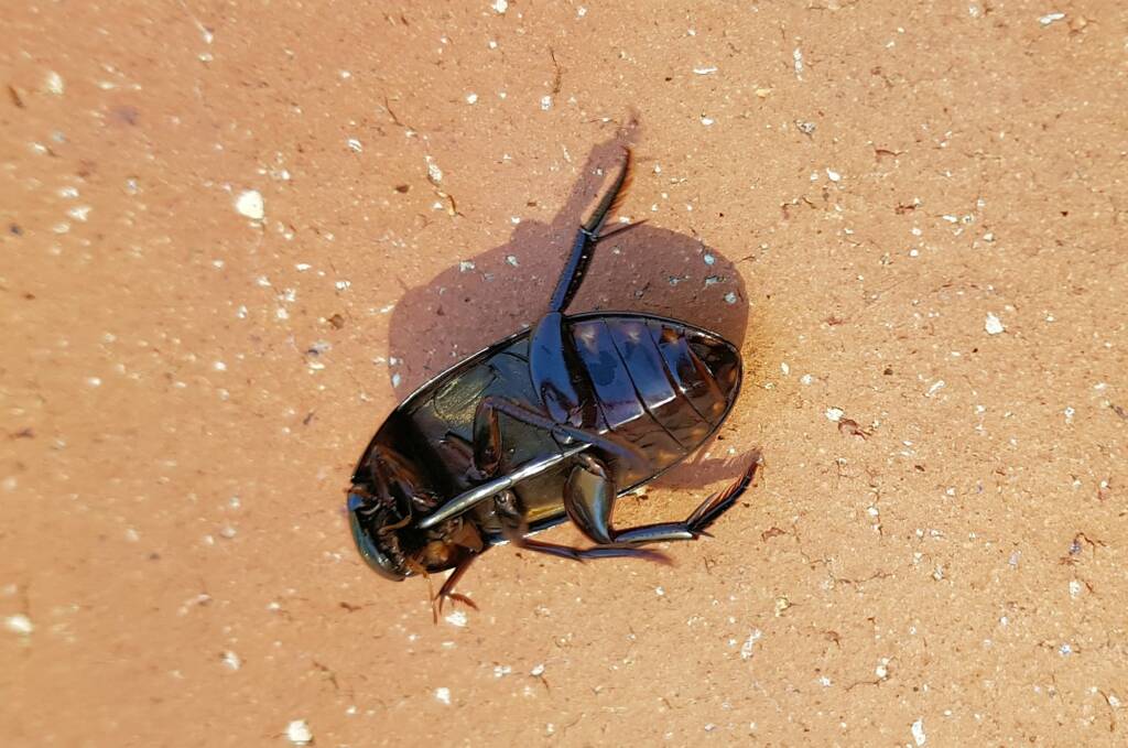 Water Scavenger Beetle - Hydrophilus (Hydrophilus), Alice Springs NT