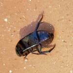 Water Scavenger Beetle - Hydrophilus (Hydrophilus), Alice Springs NT