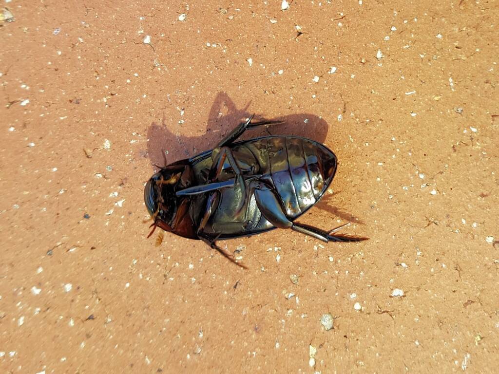 Water Scavenger Beetle (Hydrophilus sp.), Alice Springs NT