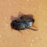 Water Scavenger Beetle - Hydrophilus (Hydrophilus), Alice Springs NT