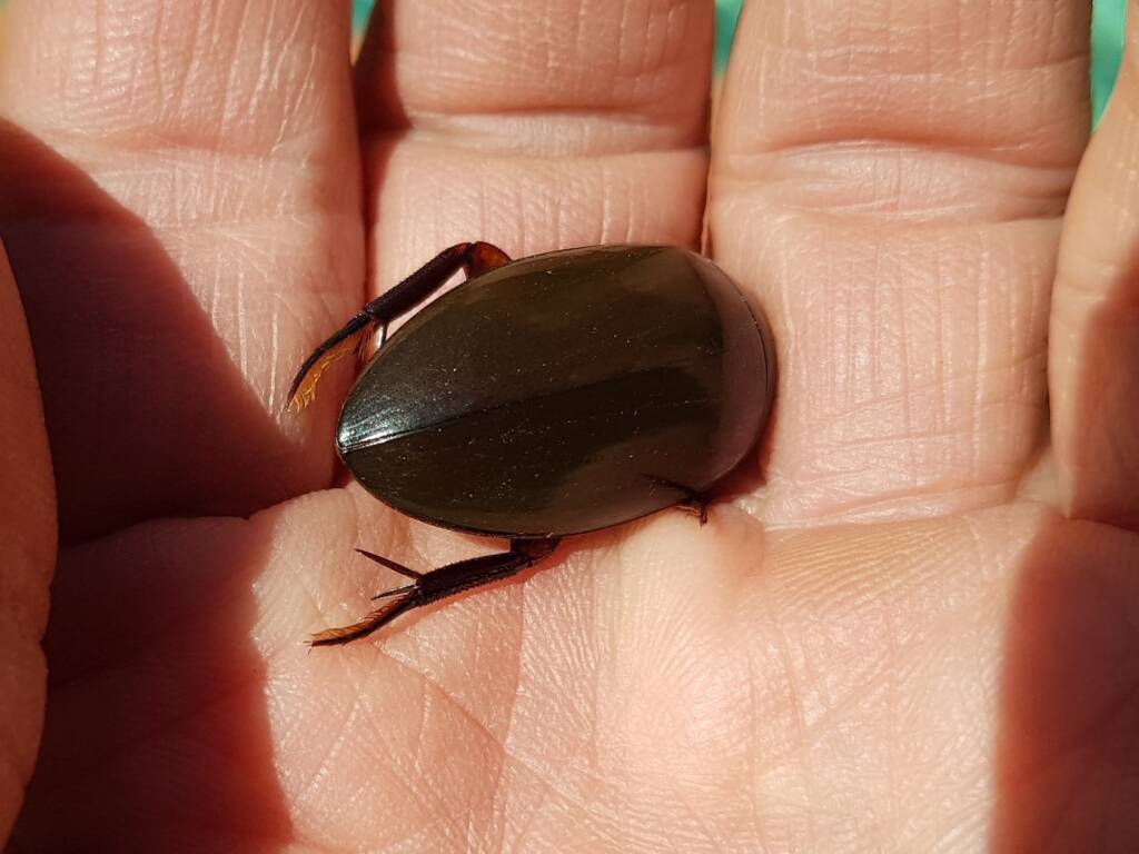 Water Scavenger Beetle (Hydrophilus sp.), Alice Springs NT