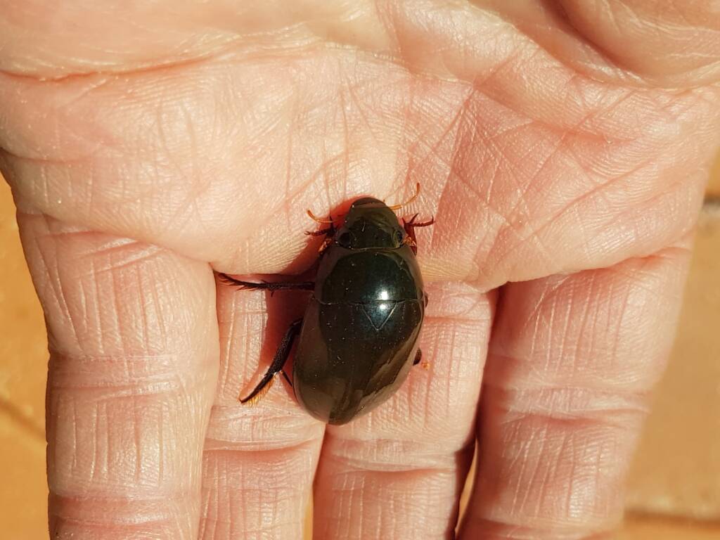Water Scavenger Beetle (Hydrophilus sp.), Alice Springs NT
