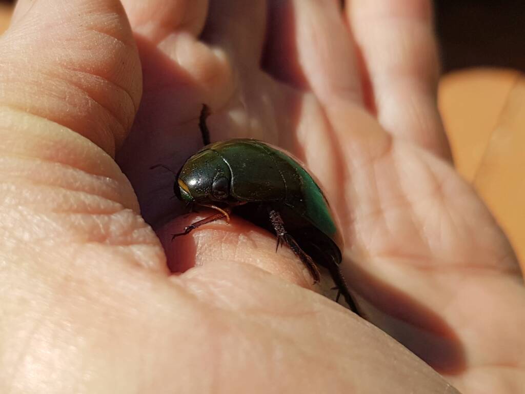 Water Scavenger Beetle (Hydrophilus sp.), Alice Springs NT