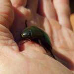 Water Scavenger Beetle - Hydrophilus (Hydrophilus), Alice Springs NT