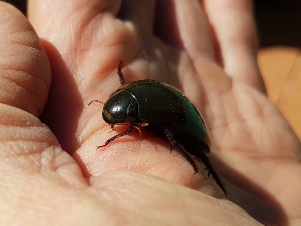Water Scavenger Beetle (Hydrophilus sp.), Alice Springs NT