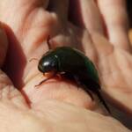 Water Scavenger Beetle - Hydrophilus (Hydrophilus), Alice Springs NT