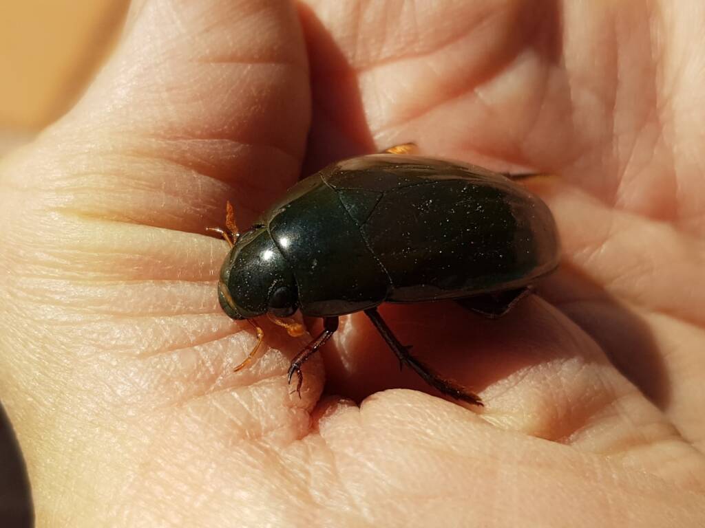 Water Scavenger Beetle (Hydrophilus sp.), Alice Springs NT