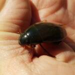 Water Scavenger Beetle - Hydrophilus (Hydrophilus), Alice Springs NT