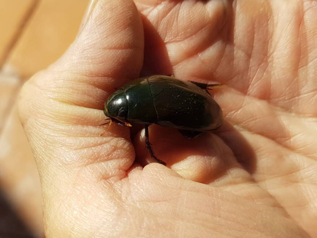 Water Scavenger Beetle (Hydrophilus sp.), Alice Springs NT