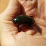 Water Scavenger Beetle - Hydrophilus (Hydrophilus), Alice Springs NT