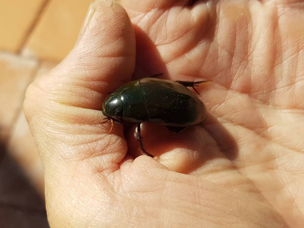 Water Scavenger Beetle (Hydrophilus sp.), Alice Springs NT