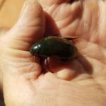 Water Scavenger Beetle - Hydrophilus (Hydrophilus), Alice Springs NT