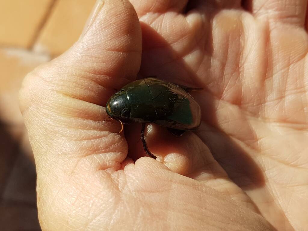 Water Scavenger Beetle (Hydrophilus sp.), Alice Springs NT