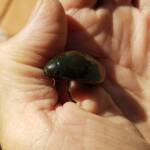 Water Scavenger Beetle - Hydrophilus (Hydrophilus), Alice Springs NT