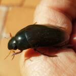 Water Scavenger Beetle - Hydrophilus (Hydrophilus), Alice Springs NT