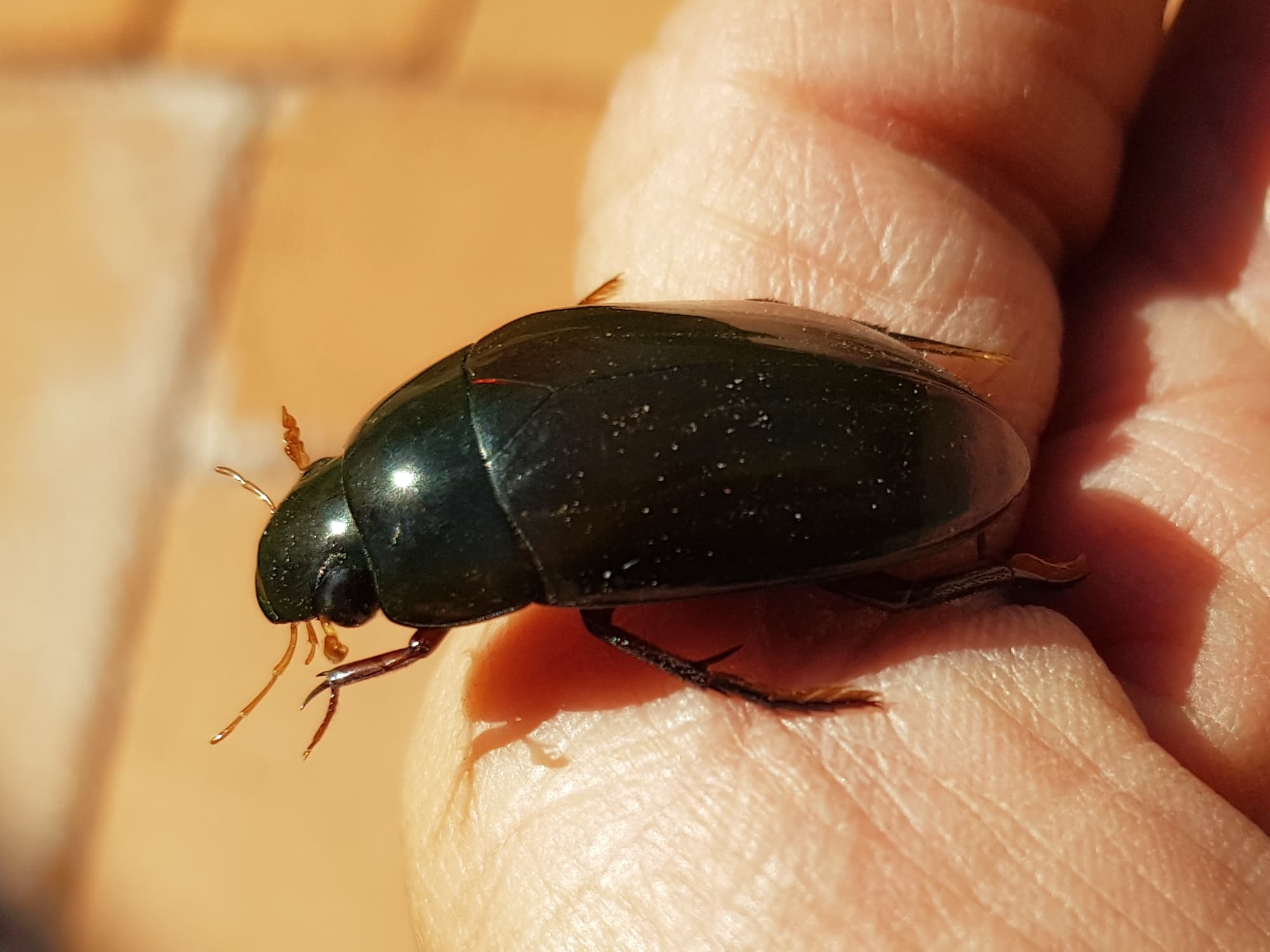 Water Scavenger Beetle - Hydrophilus (Hydrophilus), Alice Springs NT