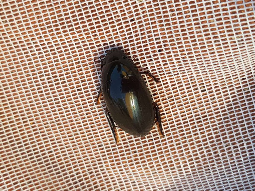 Water Scavenger Beetle (Hydrophilus sp.), Alice Springs NT