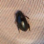 Water Scavenger Beetle - Hydrophilus (Hydrophilus), Alice Springs NT