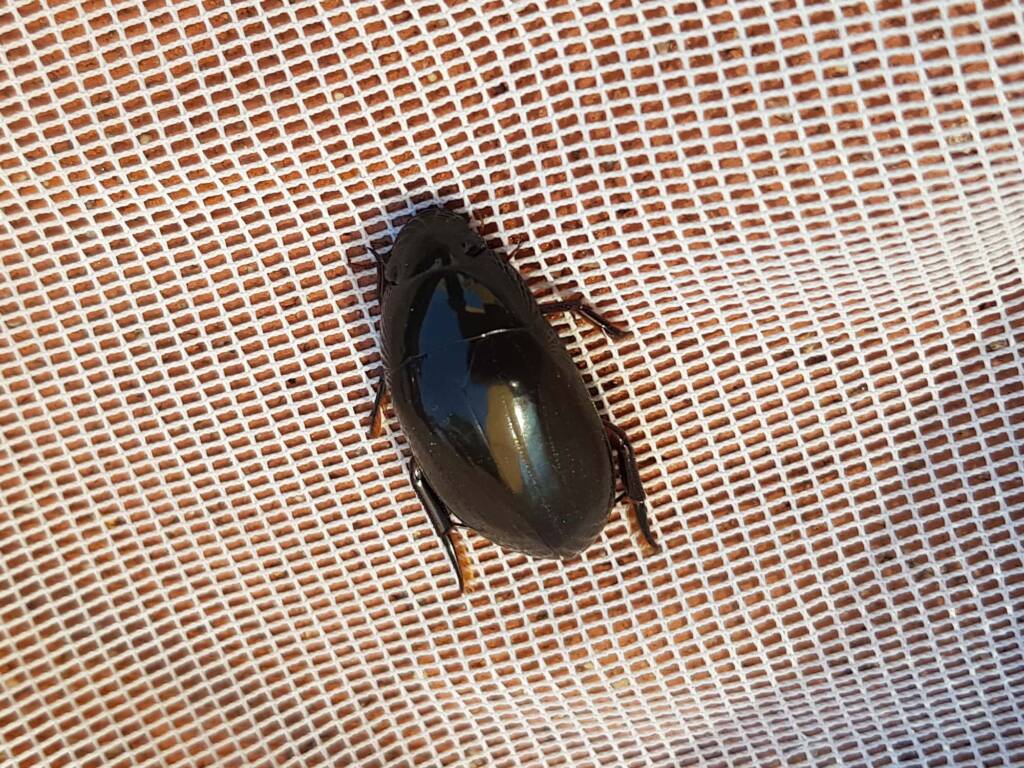 Water Scavenger Beetle (Hydrophilus sp.), Alice Springs NT