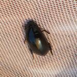 Water Scavenger Beetle - Hydrophilus (Hydrophilus), Alice Springs NT