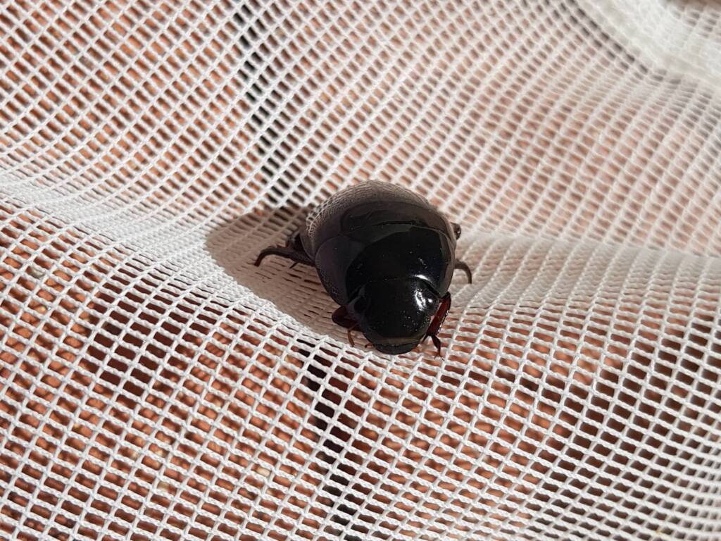 Water Scavenger Beetle (Hydrophilus sp.), Alice Springs NT