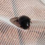 Water Scavenger Beetle - Hydrophilus (Hydrophilus), Alice Springs NT
