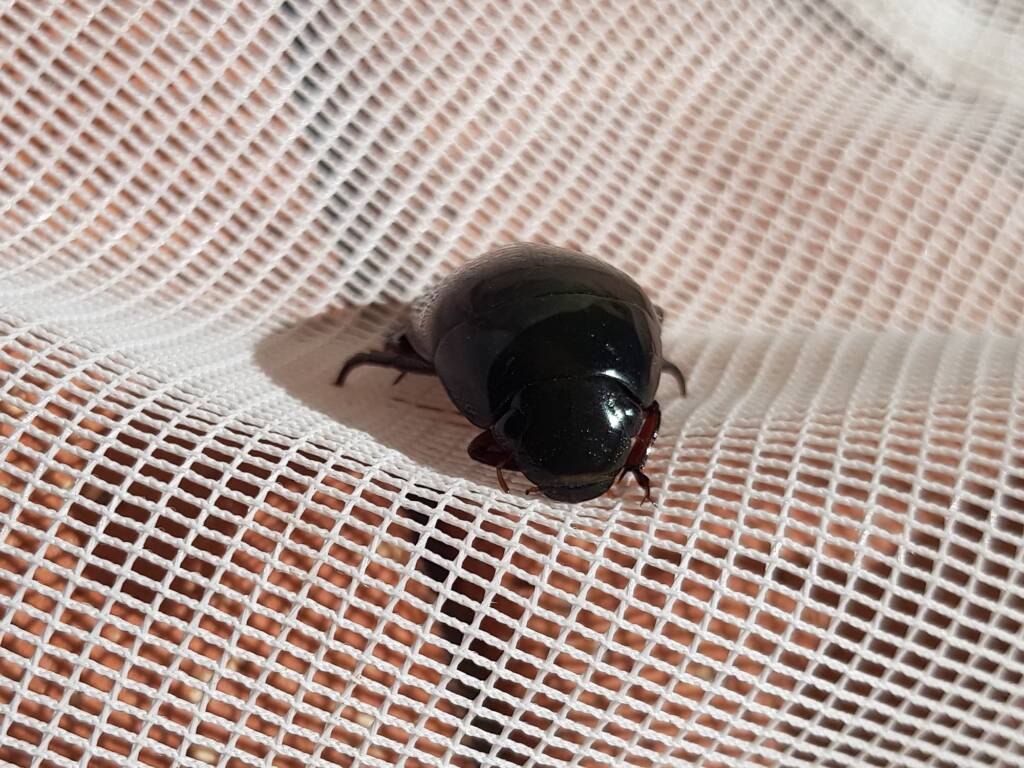 Water Scavenger Beetle (Hydrophilus sp.), Alice Springs NT