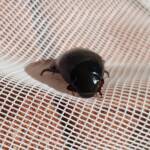 Water Scavenger Beetle - Hydrophilus (Hydrophilus), Alice Springs NT