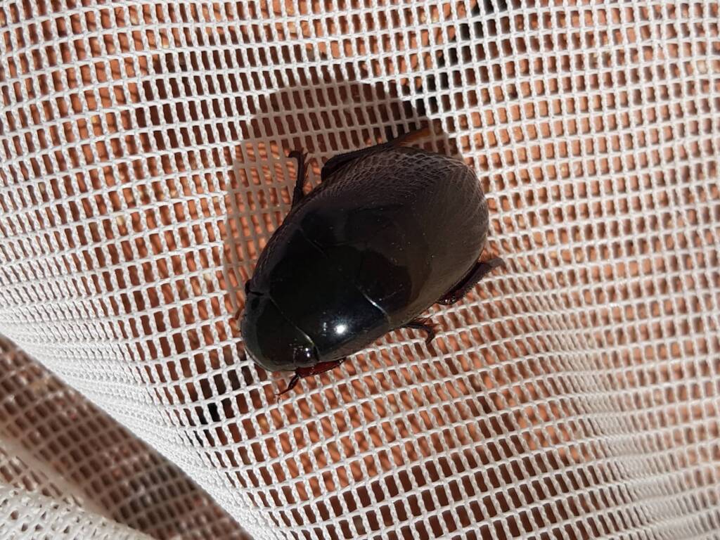 Water Scavenger Beetle (Hydrophilus sp.), Alice Springs NT