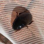 Water Scavenger Beetle - Hydrophilus (Hydrophilus), Alice Springs NT