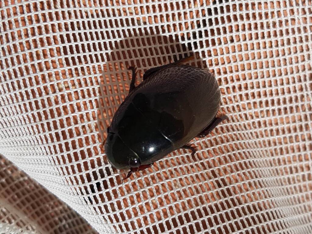 Water Scavenger Beetle (Hydrophilus sp.), Alice Springs NT